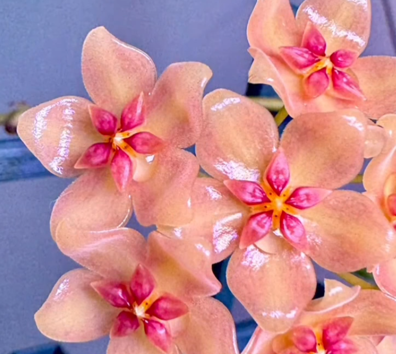 Hoya ’Barbara’ 10 Pieces Seeds