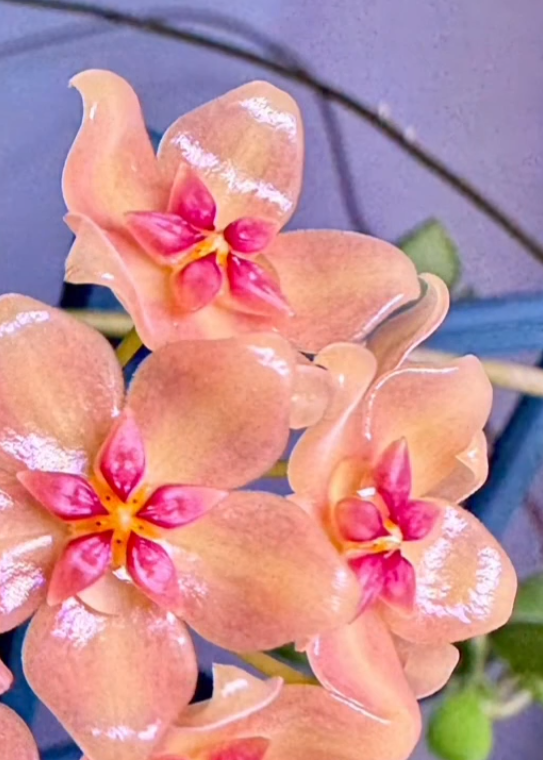 Hoya ’Barbara’ 10 Pieces Seeds