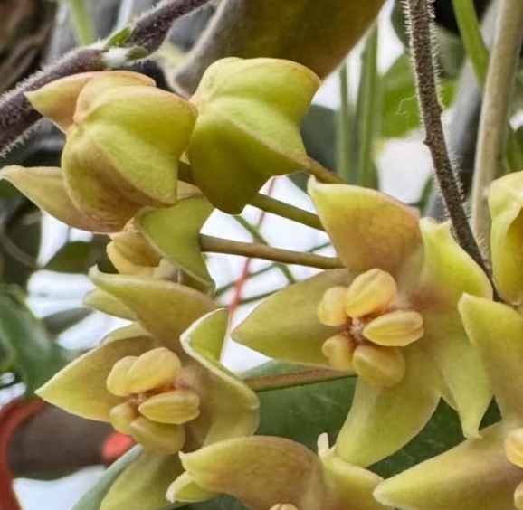 Hoya Hypolasia 10 Pieces Seeds