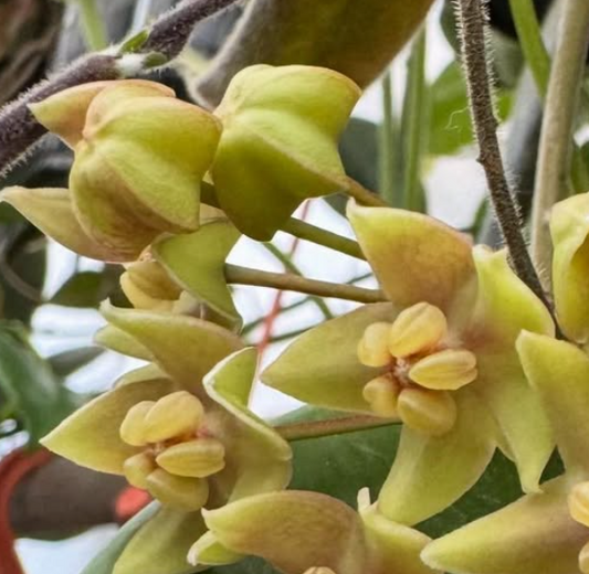 Hoya Hypolasia 10 Pieces Seeds