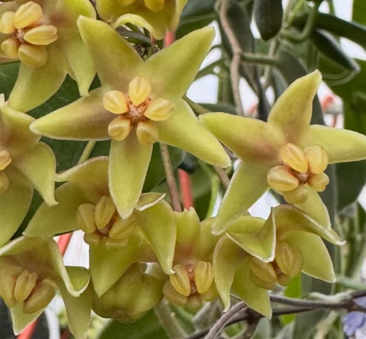 Hoya Hypolasia 10 Pieces Seeds