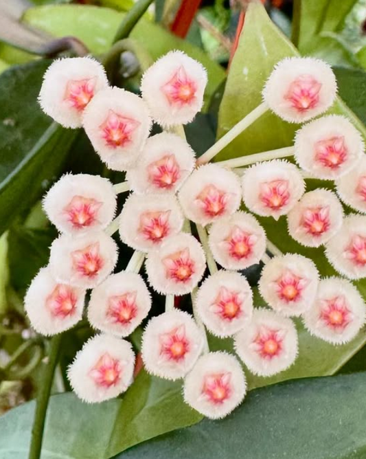 Hoya sp.cf. Lacunosa 10 Pieces Seeds