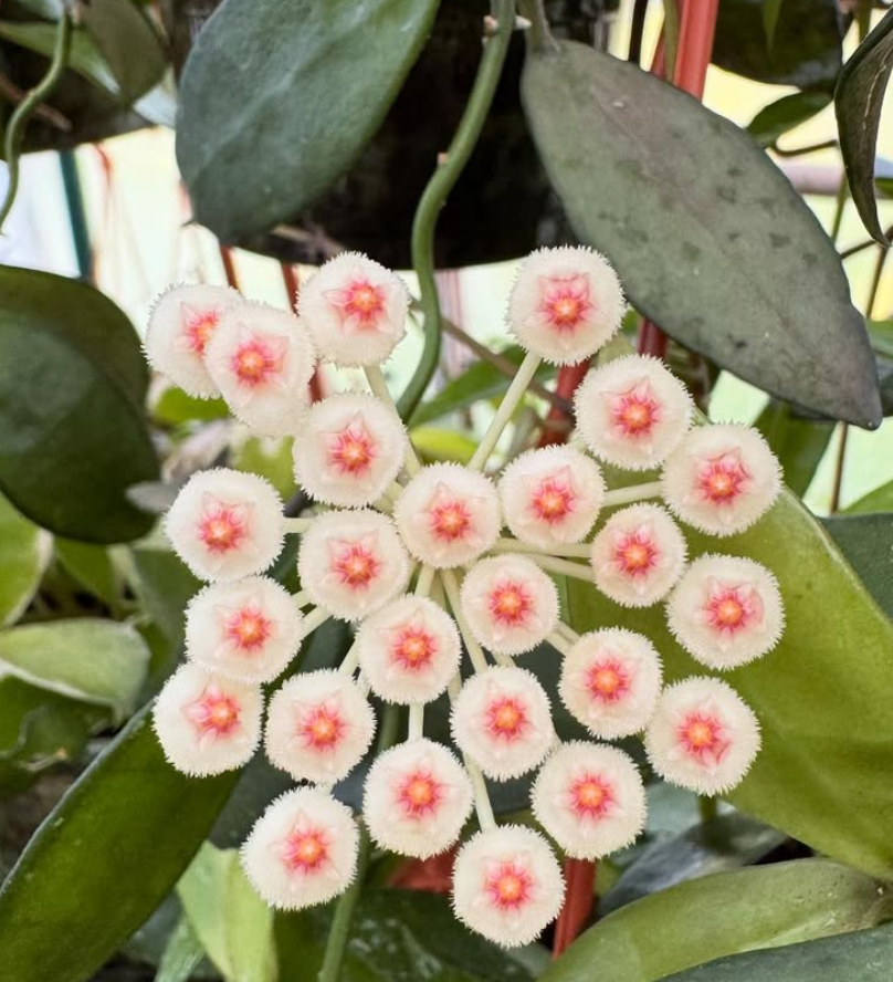 Hoya sp.cf. Lacunosa 10 Pieces Seeds