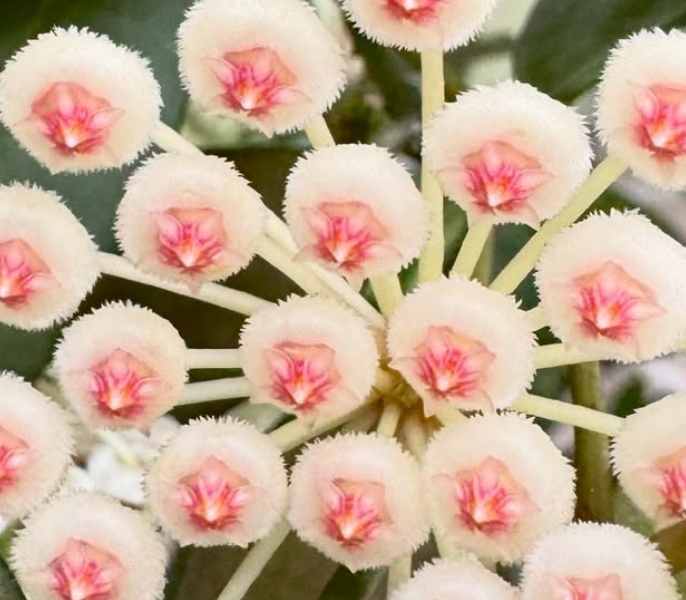 Hoya sp.cf. Lacunosa 10 Pieces Seeds