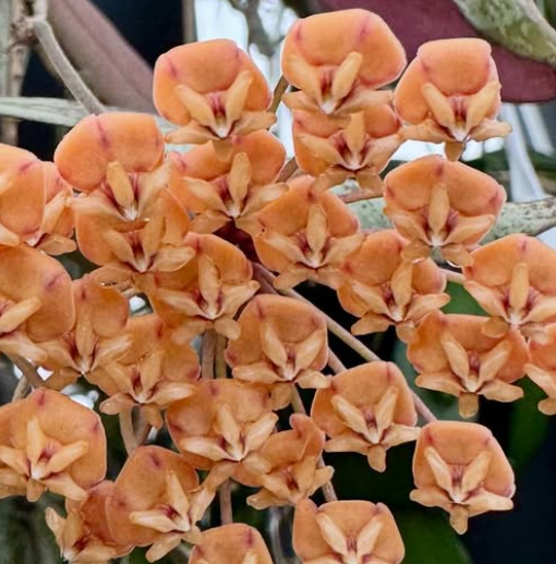 Hoya Sigillatis 10 Pieces Seeds