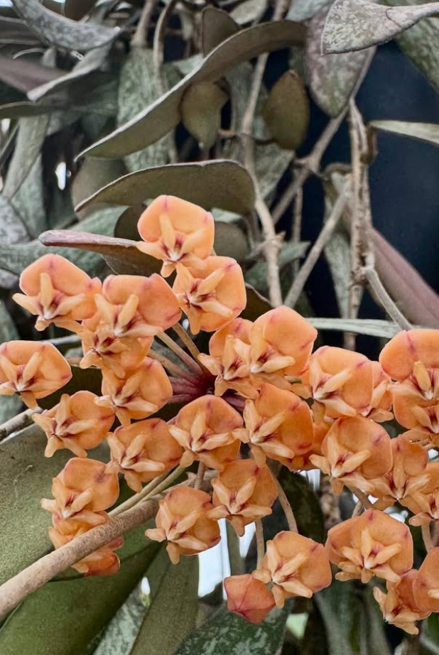 Hoya Sigillatis 10 Pieces Seeds