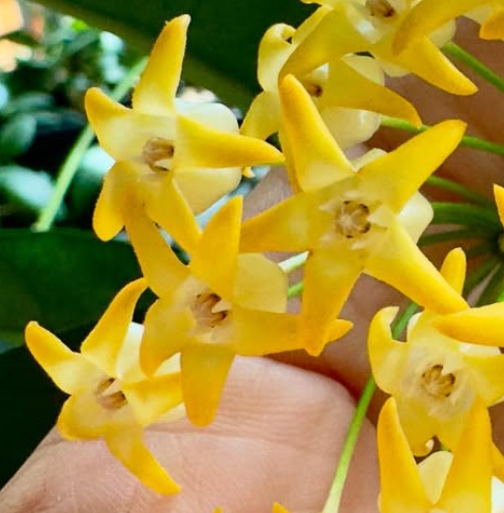 Hoya Occultata (Yellow) 10 Pieces Seeds