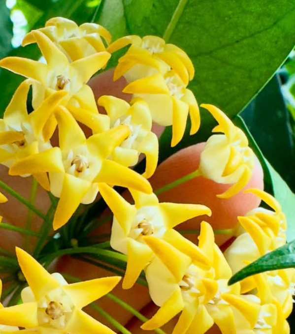 Hoya Occultata (Yellow) 10 Pieces Seeds