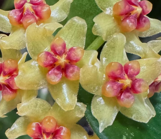 Hoya Burmanica 10 Pieces Seeds