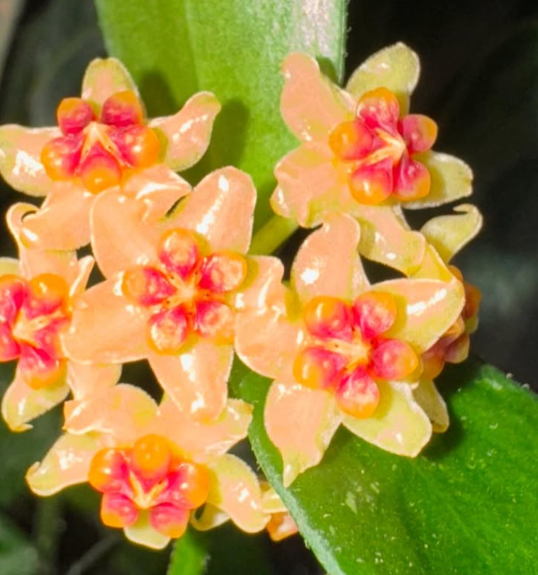 Hoya Burmanica 10 Pieces Seeds