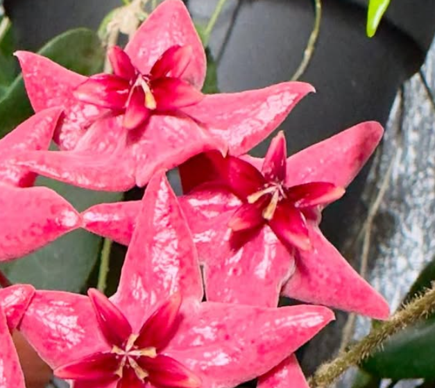 Hoya Megalaster 10 Pieces Seeds