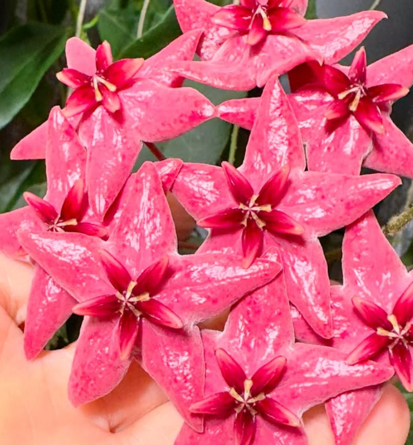 Hoya Megalaster 10 Pieces Seeds