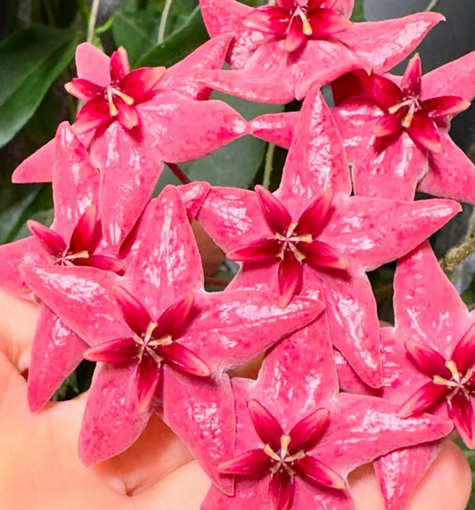 Hoya Megalaster 10 Pieces Seeds
