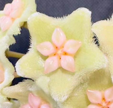 Hoya Ischnopus 10 Pieces Seeds