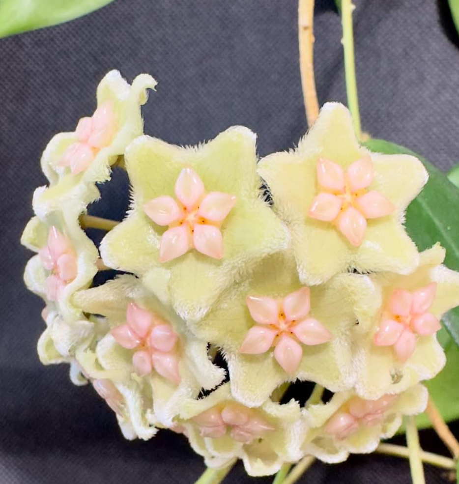 Hoya Ischnopus 10 Pieces Seeds