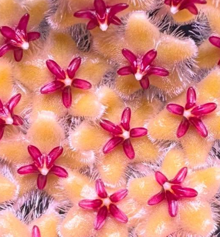 Hoya Honglenae 10 Pieces Seeds