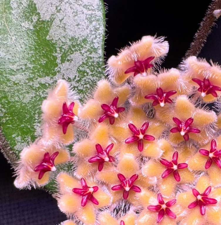 Hoya Honglenae 10 Pieces Seeds