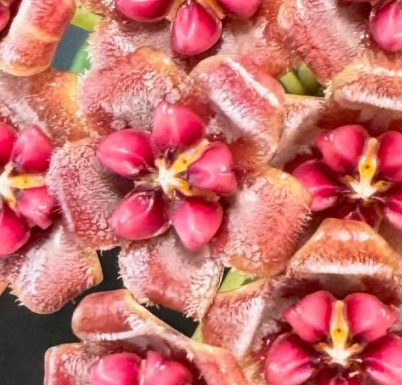 Hoya Fauziana ssp.Fauziana 10 Pieces Seeds