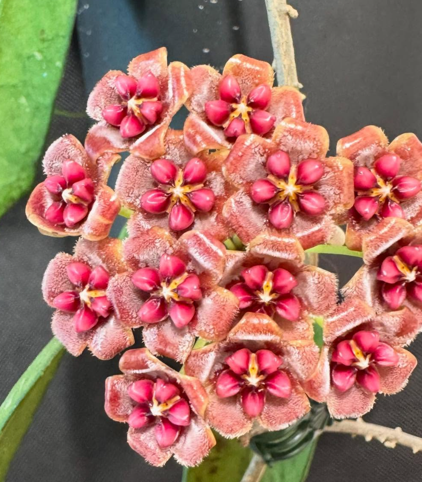 Hoya Fauziana ssp.Fauziana 10 Pieces Seeds