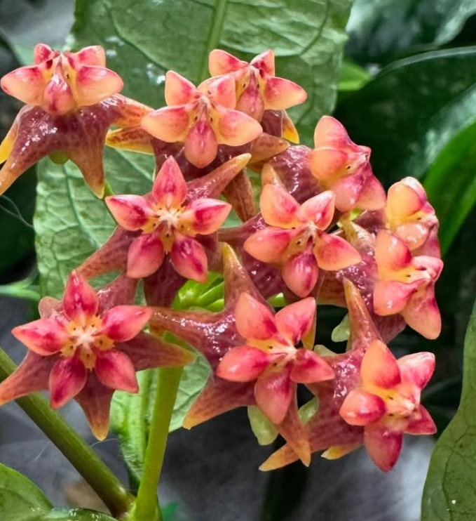 Hoya Amrita 10 Pieces Seeds