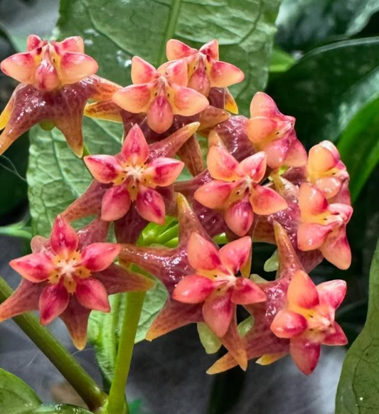 Hoya Amrita 10 Pieces Seeds