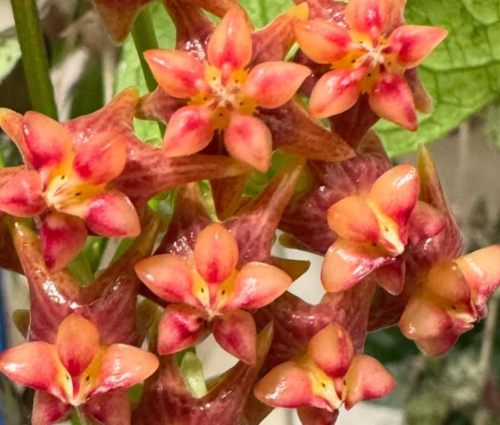Hoya Amrita 10 Pieces Seeds
