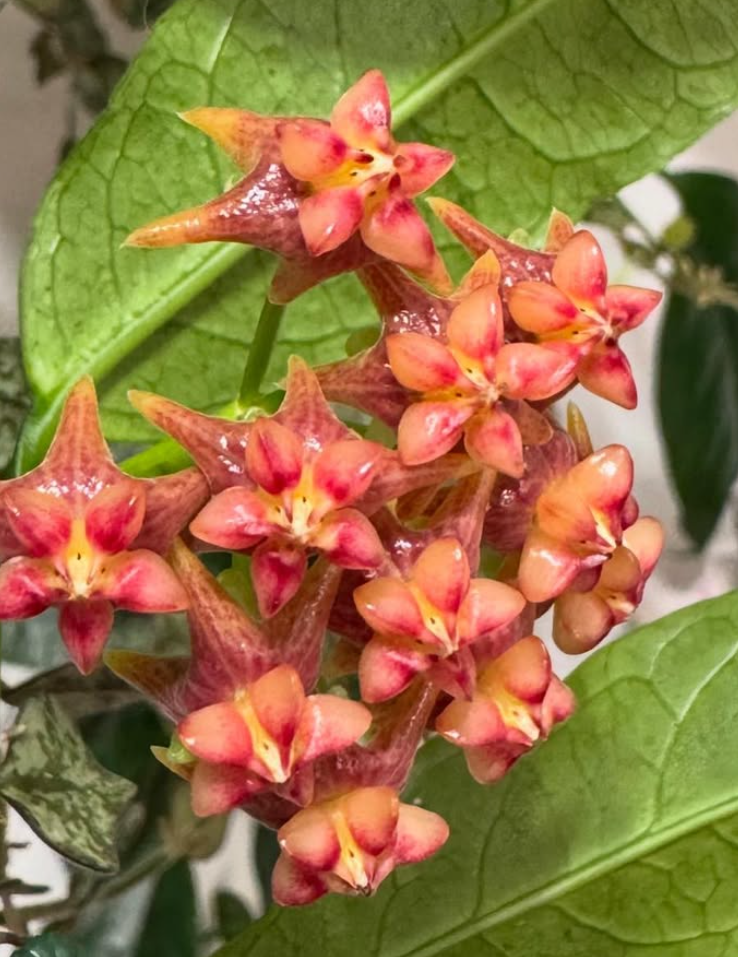 Hoya Amrita 10 Pieces Seeds