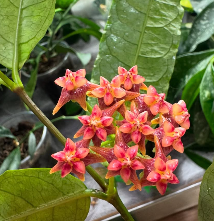 Hoya Amrita 10 Pieces Seeds