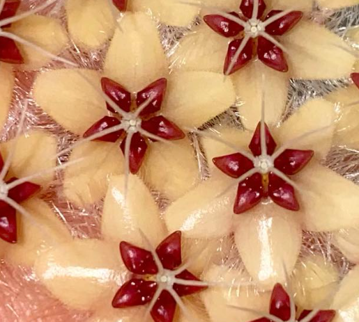 Hoya Flagellata (Gold) 10 Pieces Seeds
