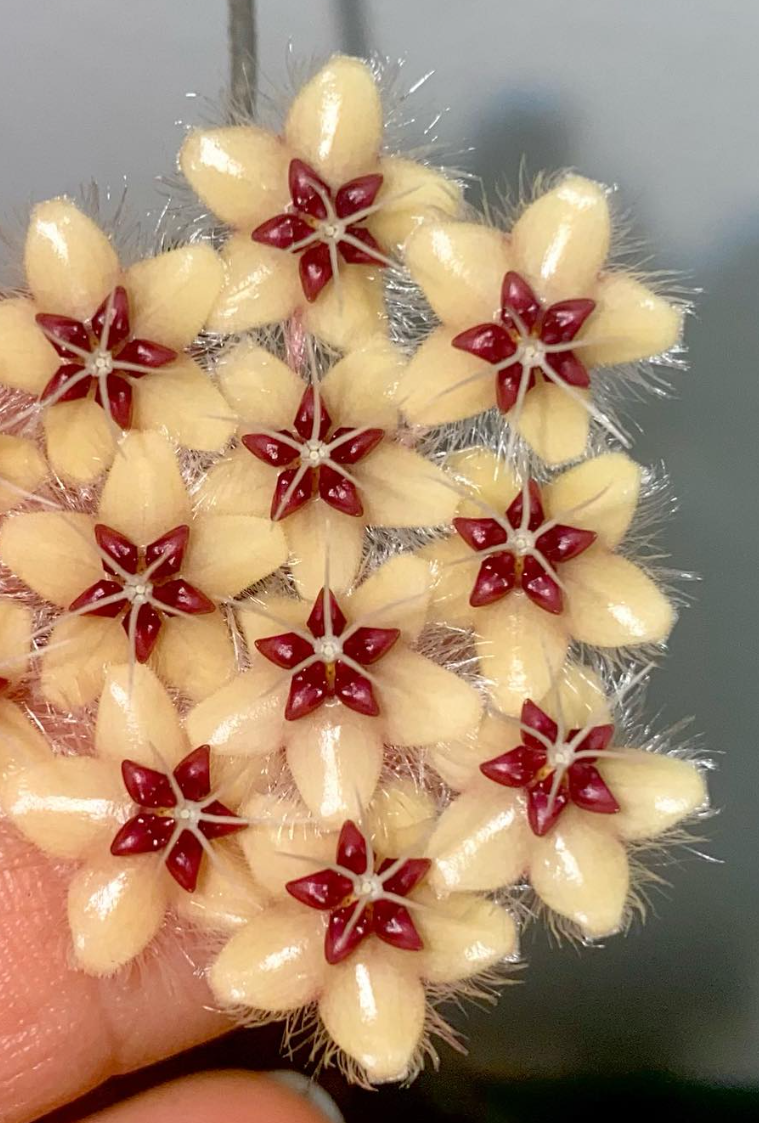 Hoya Flagellata (Gold) 10 Pieces Seeds