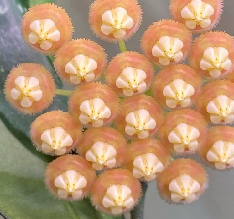 Hoya sp. Indonesia (orange) 10 Pieces Seeds