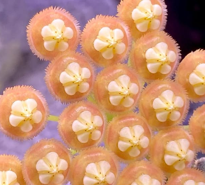 Hoya sp. Indonesia (orange) 10 Pieces Seeds