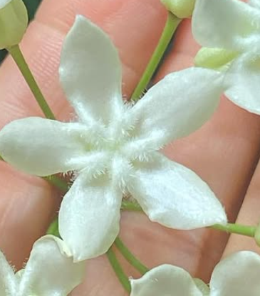 Hoya Versteegii 10 Pieces Seeds