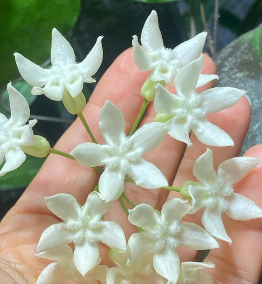 Hoya Versteegii 10 Pieces Seeds