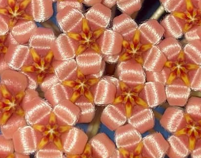 Hoya Migueldavidii 10 Pieces Seeds