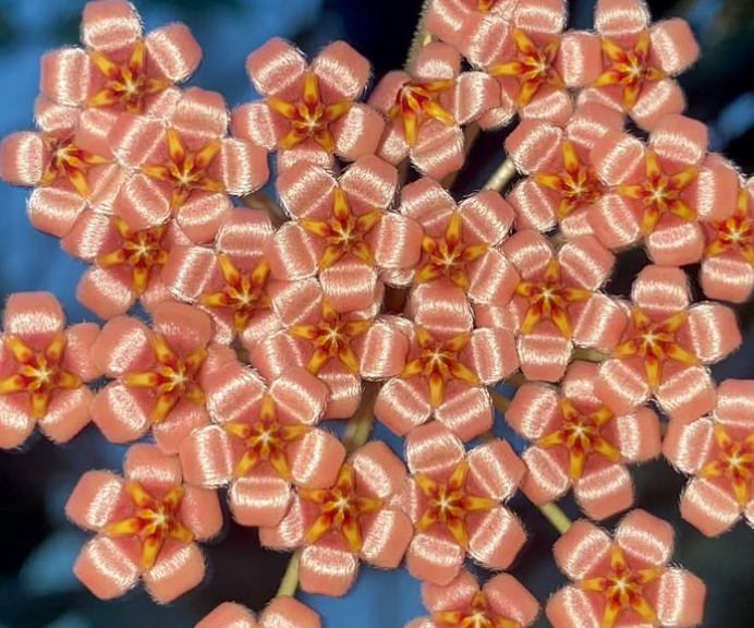 Hoya Migueldavidii 10 Pieces Seeds