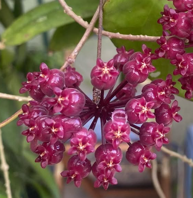 Hoya Scortechinii 10 Pieces Seeds