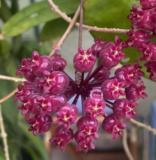 Hoya Scortechinii 10 Pieces Seeds