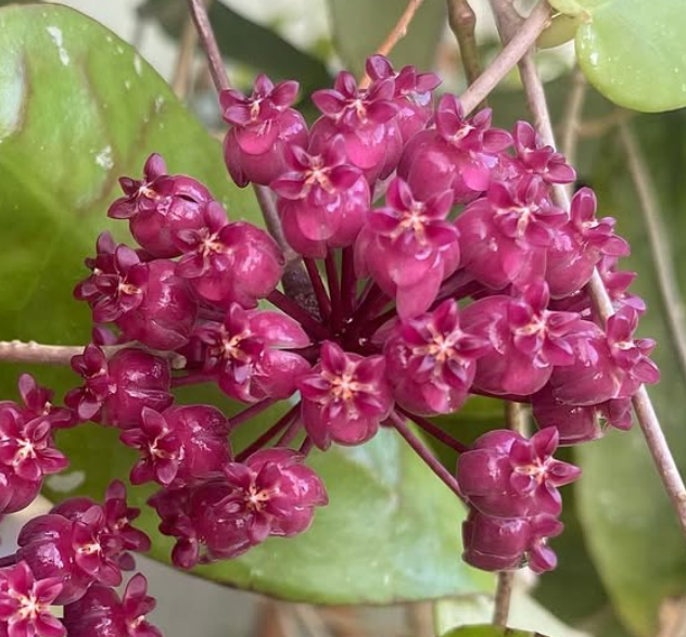Hoya Scortechinii 10 Pieces Seeds