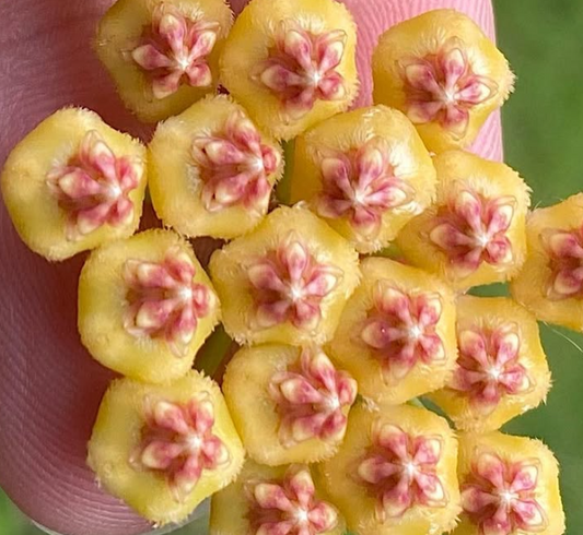 Hoya Bicknellii 10 Pieces Seeds