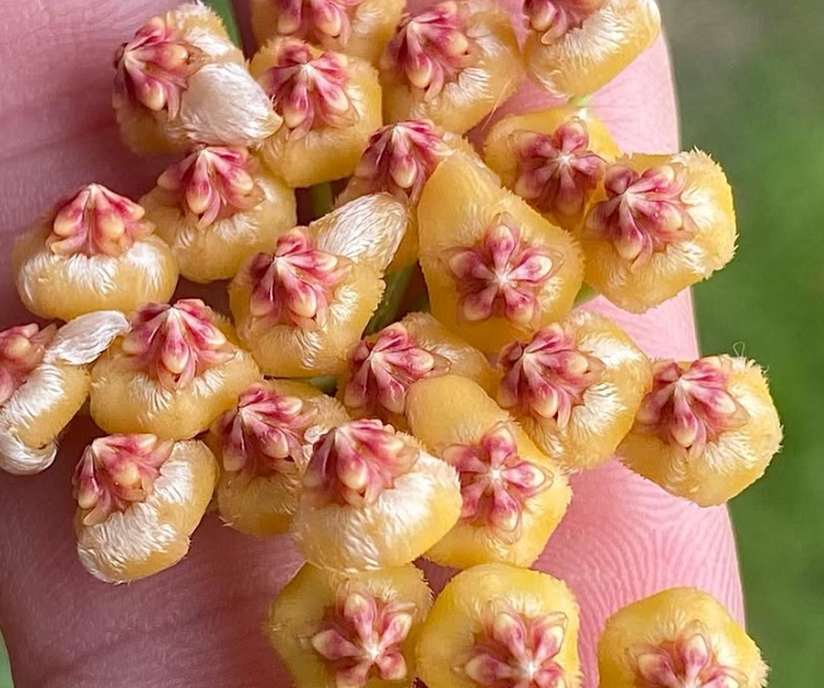 Hoya Bicknellii 10 Pieces Seeds