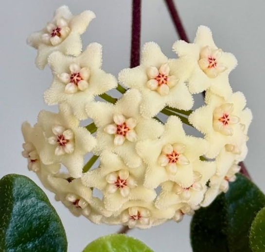 Hoya Tengchongensis 10 Pieces Seeds