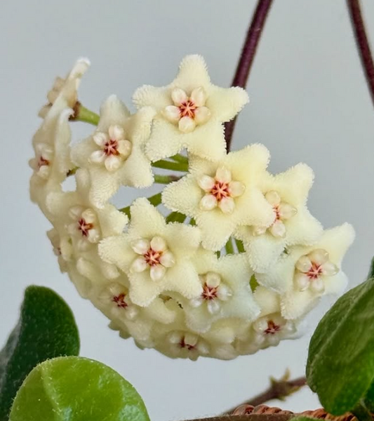 Hoya Tengchongensis 10 Pieces Seeds