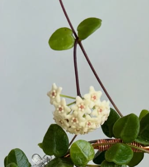 Hoya Tengchongensis 10 Pieces Seeds