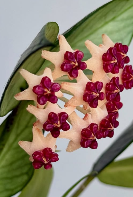 Hoya Polyneura 10 Pieces Seeds