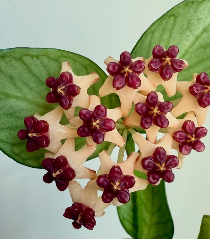 Hoya Polyneura 10 Pieces Seeds
