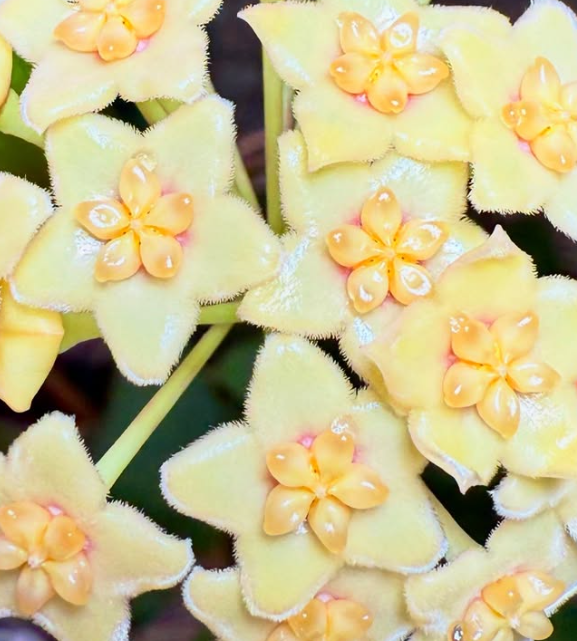 Hoya Peanuts 10 Pieces Seeds