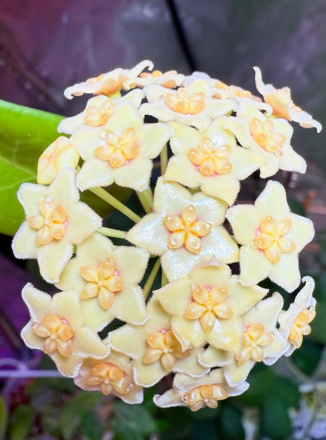 Hoya Peanuts 10 Pieces Seeds