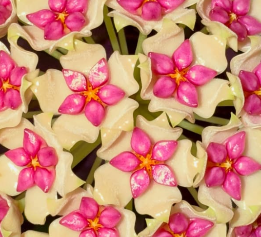 Hoya Idaho 10 Pieces Seeds