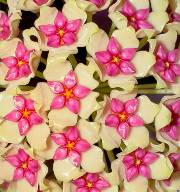 Hoya Idaho 10 Pieces Seeds